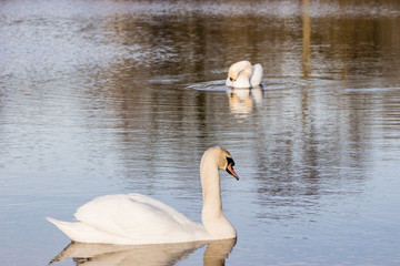 Swans
