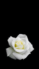 Beautiful white rose with dew drops isolated on black background. Ideal for greeting cards for...