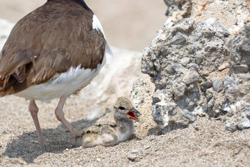 Active nest with pigeon of American oystercatcher (Haematopus palliatus) found on the sand