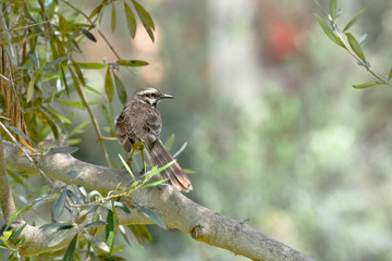 Long-tailed mockingbird (Mimus longicaudatus) perched on branches of its natural environment