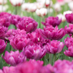 Obraz premium beautiful fluffy tender lilac tulips bloom in summer field
