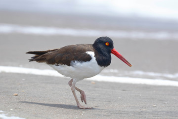 American oystercatcher (Haematopus palliatus), an example found on the shore of the beach looking for its food
