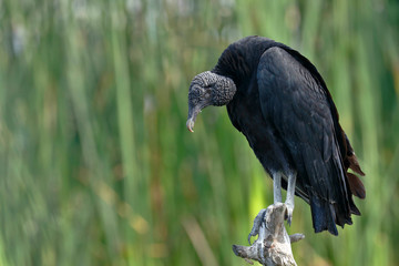 Black vulture (Coragyps atratus) portrait in detail taken in freedom over a wetland