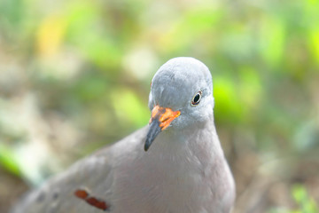 Croaking Ground Dove (Columbina cruziana) portrait in detail taken in freedom on the lawn