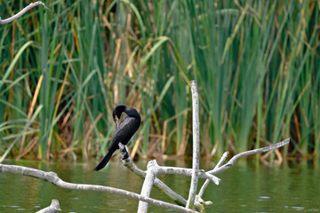Neotropic cormorant (Phalacrocorax brasilianus) recorded on a wetland in its natural environment perched on a branch.
