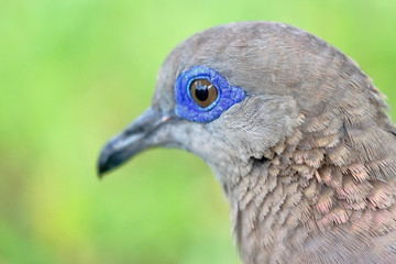 West peruvian dove (Zenaida meloda) portrait in detail taken in freedom