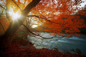 The Oirase Gorge beautiful river druing the autumn season, Japan
