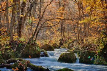 Fototapeta na wymiar The Oirase Gorge beautiful river druing the autumn season, Japan