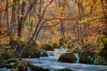 The Oirase Gorge beautiful river druing the autumn season, Japan