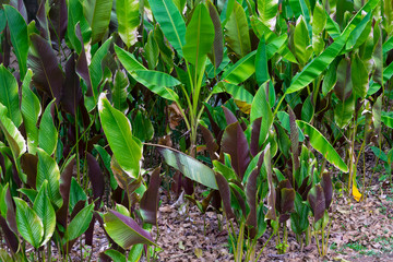 Detail set of leaves of trees in tropical forest of Guatemala, Central America.