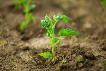Transplanting in open ground. Prepared tomato seedlings are planted in prepared soil to hole.