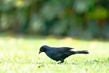 Scrub blackbird (Dives warczewiczi) looking for its food on the lawn