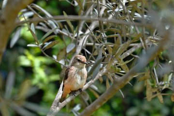 Vermilion flycatcher (Pyrocephalus rubinus) female perched still on branches