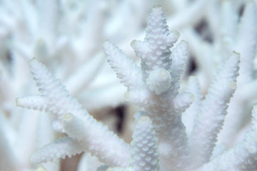 Underwater photo of bleached white coral during a Global Bleaching Event (staghorn coral)