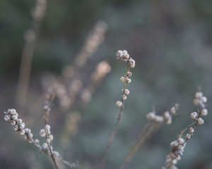 Close-up of seed head with frost