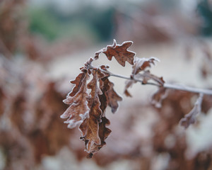 Close-up of oak leaves with frost