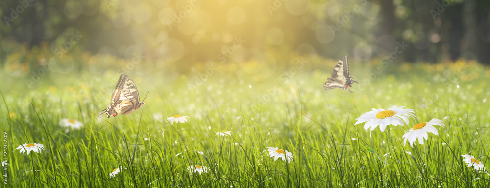 Wall mural panorama glade with daisies in the spring in the forest, two butterflies flit over the flowers