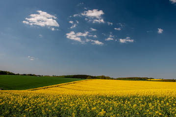 Rapslandschaft mit blauem Himmel und weißen Wolken