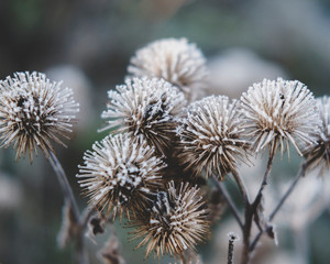 Close-up of thistle with frost
