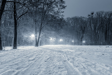 Obraz premium park zimą w nocy Wyspa Bolko w Opolu
