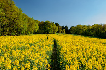 Rapsfeld mit Treckerspuren