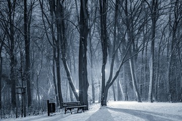 park zimą w nocy Wyspa Bolko w Opolu © Henryk Niestrój