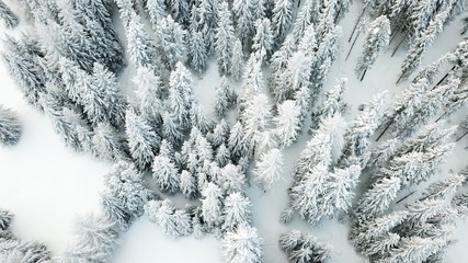 Tannenwald im Winter