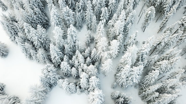 Tannenwald im Winter