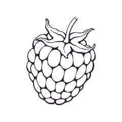 Vector illustration. Hand drawn doodle of blackberry or raspberry fruit with stem. Healthy diet and vegetarian food. Cartoon sketch. Decoration for packaging, menus. Isolated on white background  