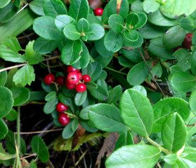 lingonberries ripe on a Bush in the forest. large cranberries on a branch. Summer gifts