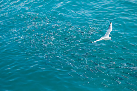Flying seagull(Black-headed gull) and shoal of fish(gray mullet) in the sea.