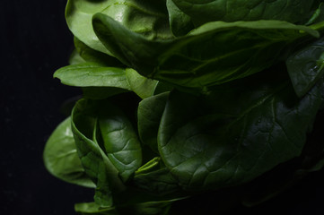 Obraz premium Spinach leaves on a dark background. Light and shadow.