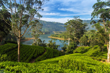 Fototapeta na wymiar Green Tea plantation on the hill, Ceylon, Sri Lanka