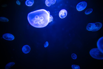 Sea jellyfish underwater blue black