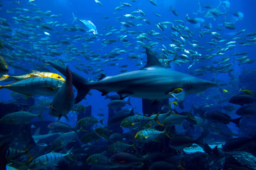 Ocean sharks Hunting diving in the Sea