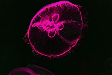Sea violet jellyfish underwater
