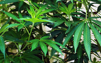 marijuana green leaf background