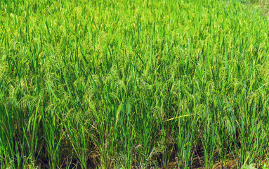 paddy rice background green