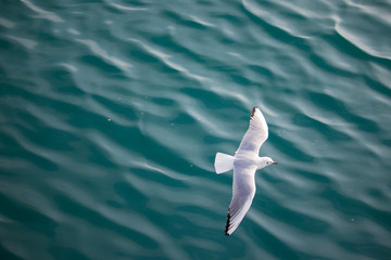 Seagull(Black-headed gull) is flying over the sea.