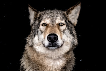 Portrait of grey wolf Canis lupus