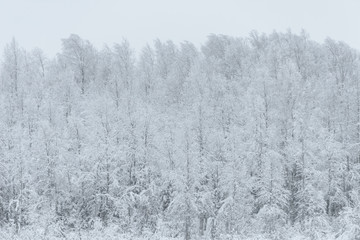 The forest has covered with heavy snow and bad weather sky in winter season at Holiday Village Kuukiuru, Finland.