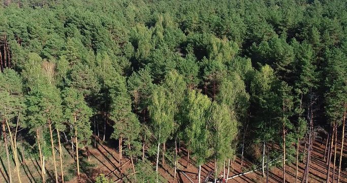 A lumberjack operating a logging machine in a pine forest. Forest Industry. A cut-to-length (CTL) forest harvester. Forest Wheeled Harvester. Forestry Equipment. Logging Equipment. From above