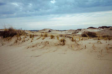 Fototapeta na wymiar Sand dunes and sea grasses along the beach of Cape Cod National Seashore