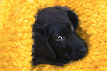 Cute little puppy Labrador retriever lying in knitted yellow plaid.