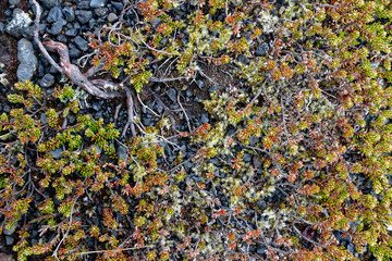 Krähenbeere (Empetrum), Island