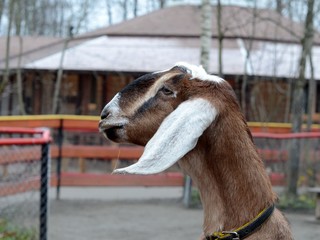 Alpaca