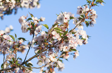 White sakura flowers blossom. Blue sky. Japan cherry tree in garden, spring time