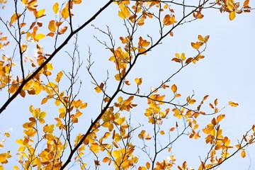 Obraz na płótnie Canvas Beautiful golden beech leaves background
