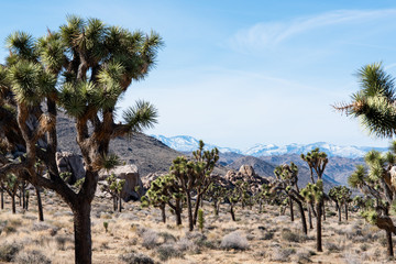 Joshua Tree National Park