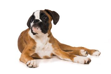 Young boxer dog isolated on white background